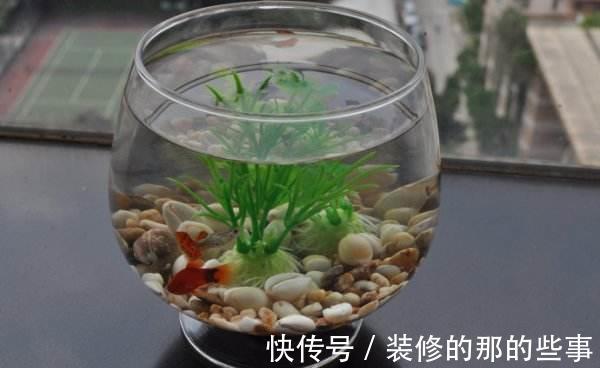 枝繁叶茂|养花不用施肥,3种“营养水”,可长得枝繁叶茂,开花艳丽多姿