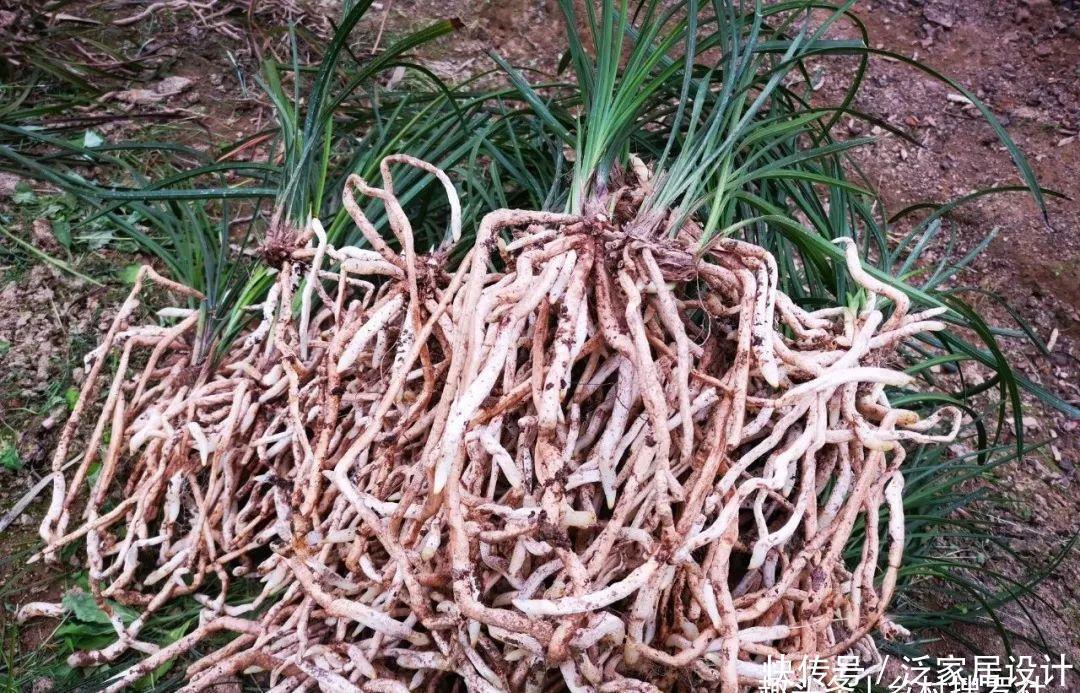 兰花快速生根有诀窍吗？兰友：照这4步操作，30天内就长新根