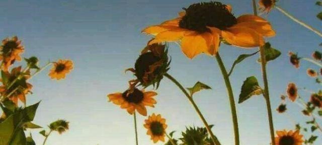 拯救|在闻鸡起舞之后的故事夺取河中失地,一首歌胡笳拯救孤立的城市