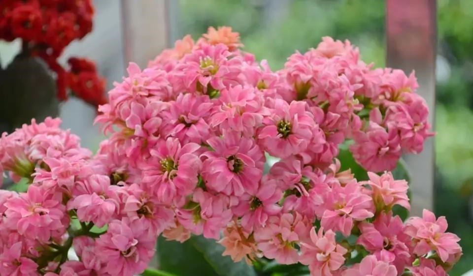 75个长寿花品种,一个比一个美,一起来认识一下吧!