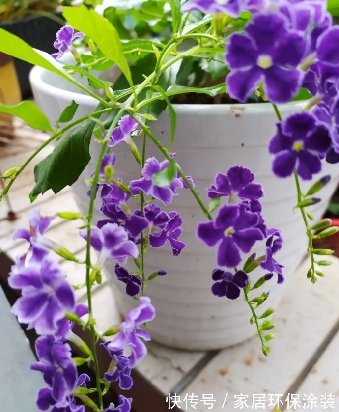 夏天|7种漂亮花,自带“体香”,阳台养一盆,家里就像喷香水