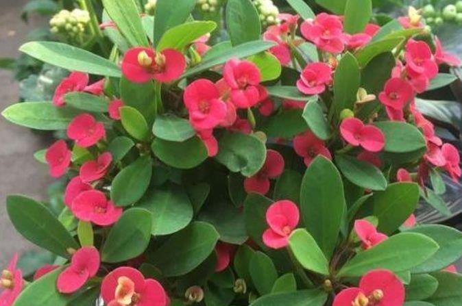 家养这些植物,阳台开出花海,花色繁多易爆盆,娇艳欲滴