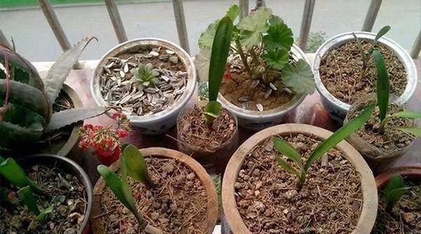 养花不用买土,用这几样东西掺一块儿,种什么花草都旺