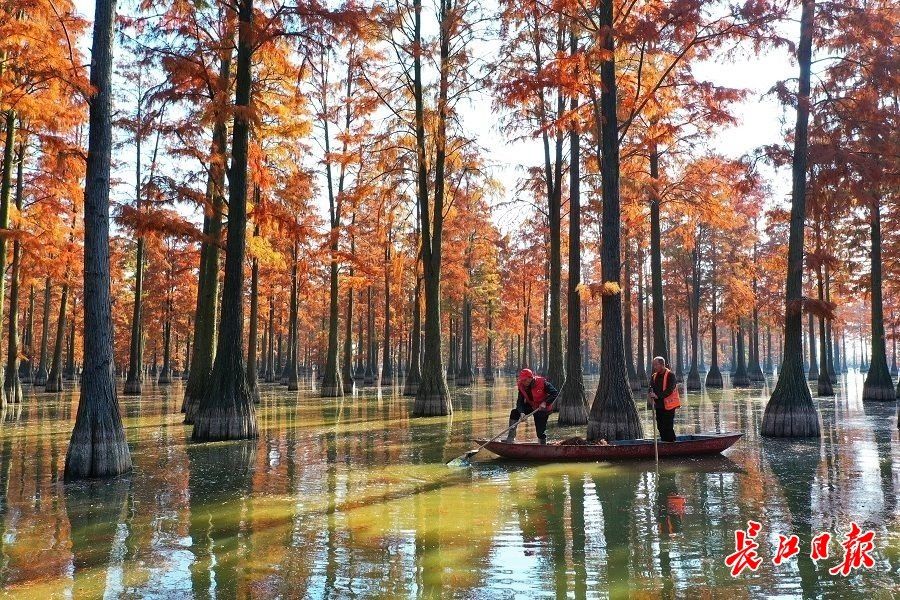 行摄武汉|鹭鸟翔集，“水上森林”宛如童话世界 | 水上森林