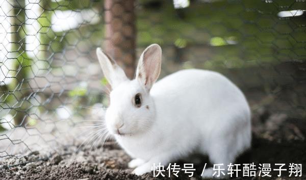 苦尽甘来|生肖狗8月贵人将至遇到要珍惜,可助你事业兴旺,苦尽甘来