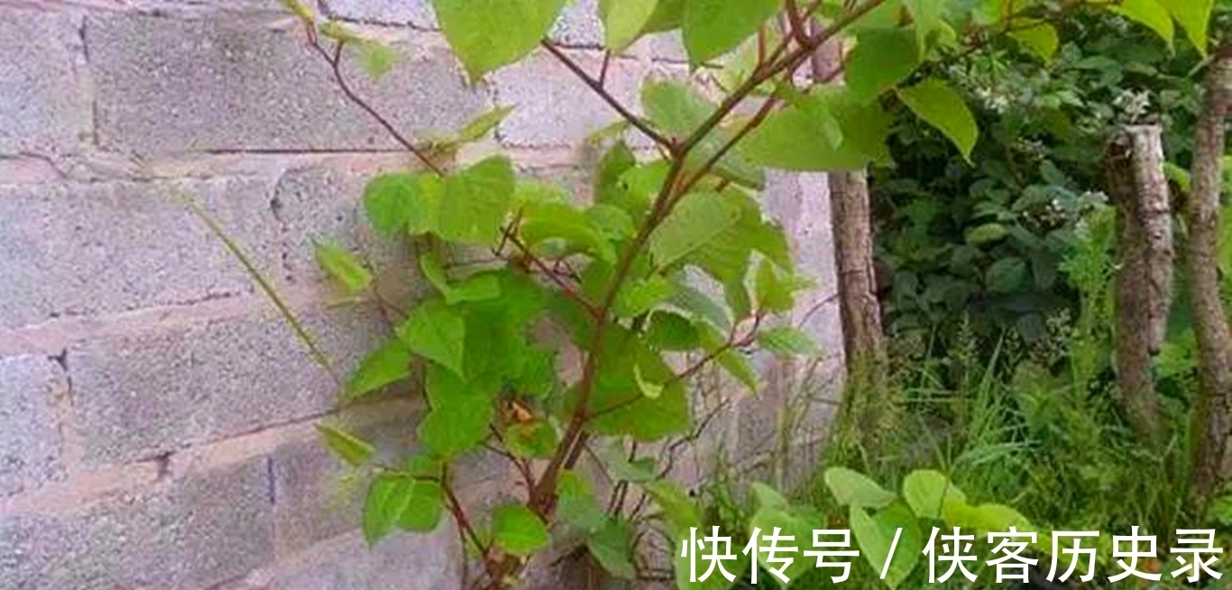 入药|一种植物甚至可以将人逼到自杀，它究竟是什么植物？