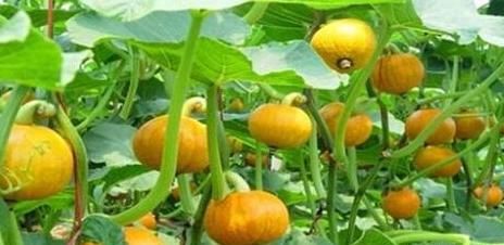 亚麻仁油酸|周末暴雨到了，多吃以下3种食物，清洁大肠，排毒养颜，好处多多