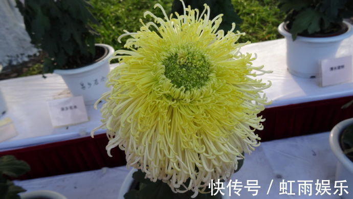 新陶然醉|喜欢菊花，不如养盆新陶然醉，像极狮子头，玲珑剔透，真美啊！