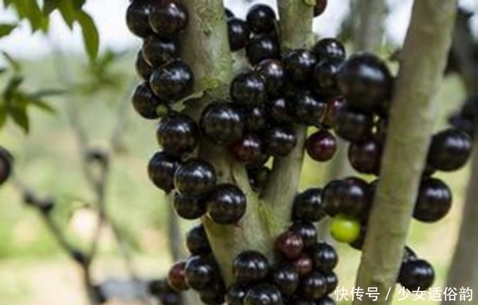 就算|只有真正的土豪才吃的起的这4种水果,吃过2种以上你就算土豪