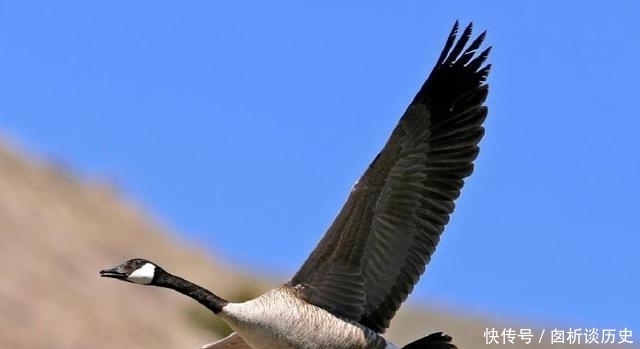 至今|惊弓之鸟,一个被误读了千年的典故,可惜至今还被误读!