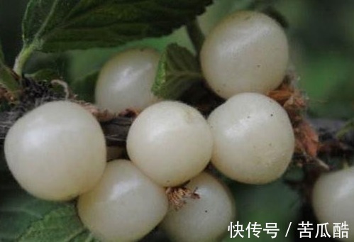 腰腿痛|一种维C高的野果，每天两个，腰不酸了，皮肤白了，气血足