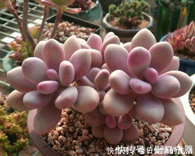 光照|多肉惯着养，早晚变成“大白菜”，饥渴3个月，状态美成仙！