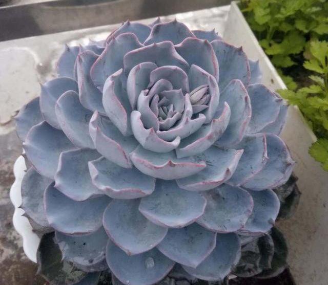 多肉植物|想扦插多肉,注意这三个小细节,催出冒芽,成功率提高一倍