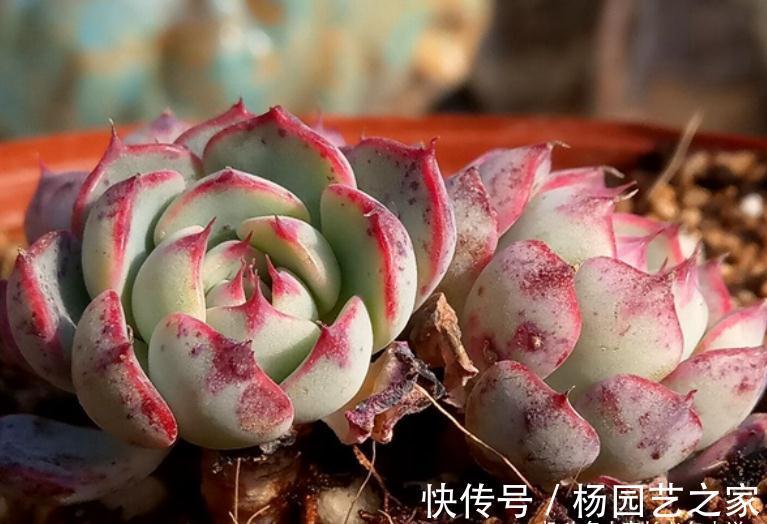 我说姬莲系多肉全都是“大美妞”,不服来看看这粉嫩可爱的劳埃德