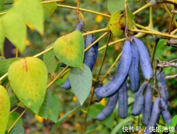 图片来源网络|这种野果在农村看到都没人摘,营养极高在城里一斤能卖30元