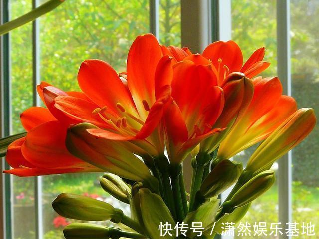 张大爷养的君子兰，一年能开2次花，把他的方法毫无保留地分享