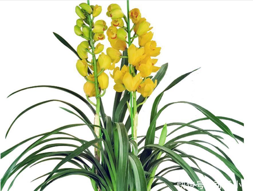 室内找个盆养这三种花,冬天难养好,室内条件不好就别养