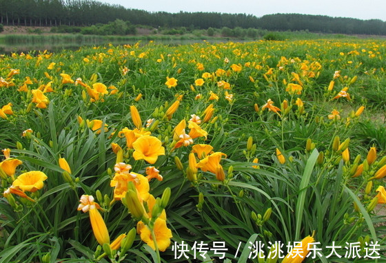 此花是中国的母亲花，比康乃馨还要早，它被称为忘忧草