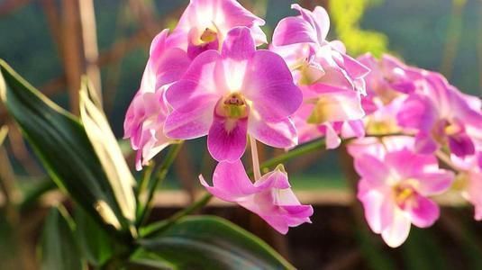 身体|对身体好的石斛兰,老中医们也爱养,赶快养一盆,长寿又健康