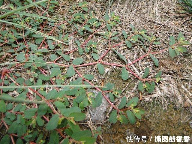 马齿笕|马齿笕的“孪生兄弟”,人称“血见愁”,止血不留疤,你见过吗