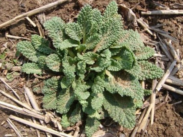 汁液|路边很常见的“止咳草”,名字不好听,止咳有奇效,你或许见过