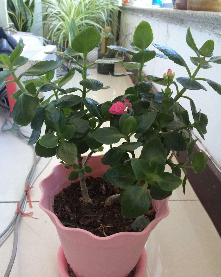 秋季|立秋后养花，该掌握住哪些技巧？明确这些，植物长势更旺