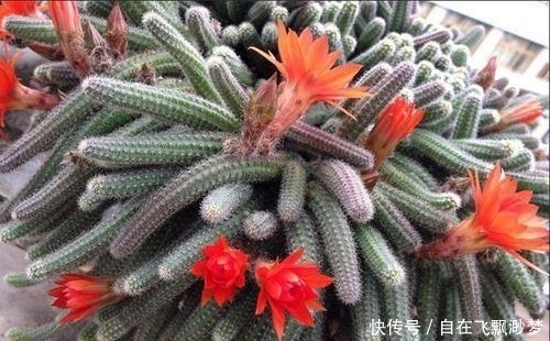 叶片|9元以下既便宜又好看的多肉普货,超级适合新手入坑