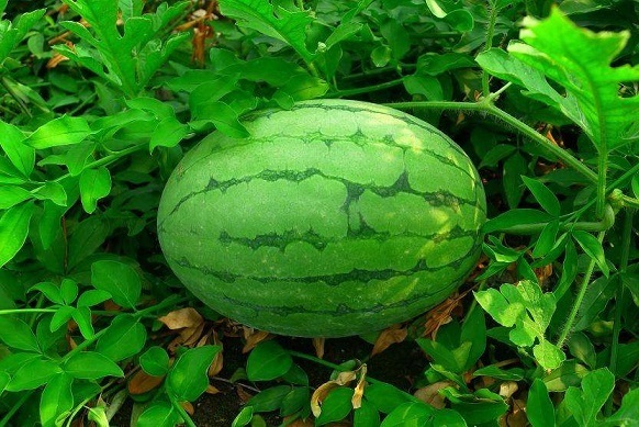 身体健康|夏天尽量少吃以下3种水果，尤其最后一种，会严重影响身体健康！