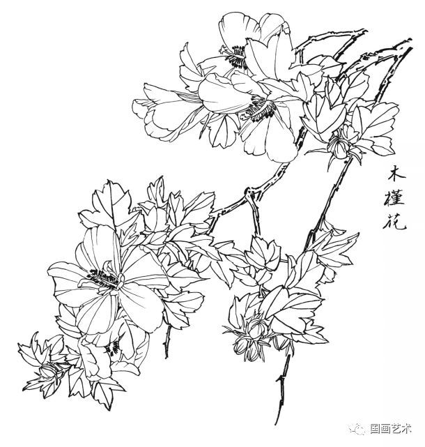  白描|花卉白描图谱选页分享