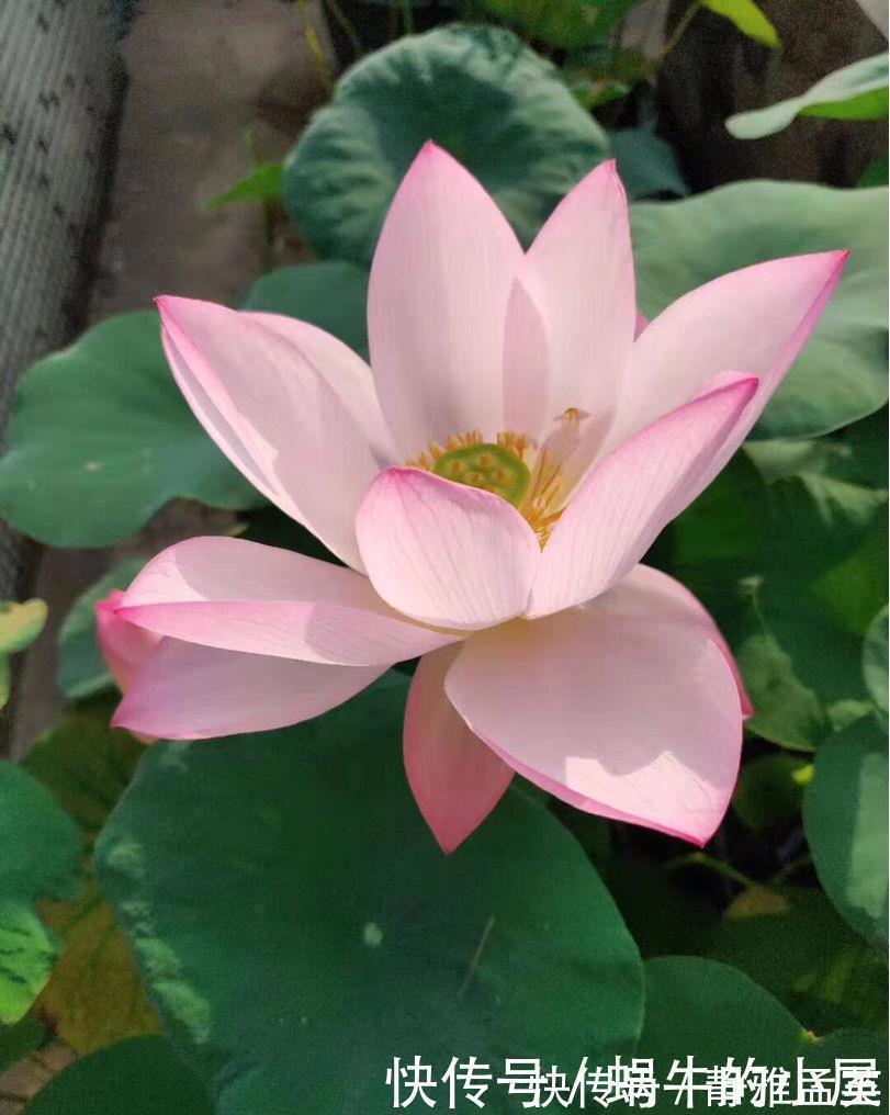 院子|院子一半强光一般阴凉,那就养这6种花,喜阳耐阴好养活