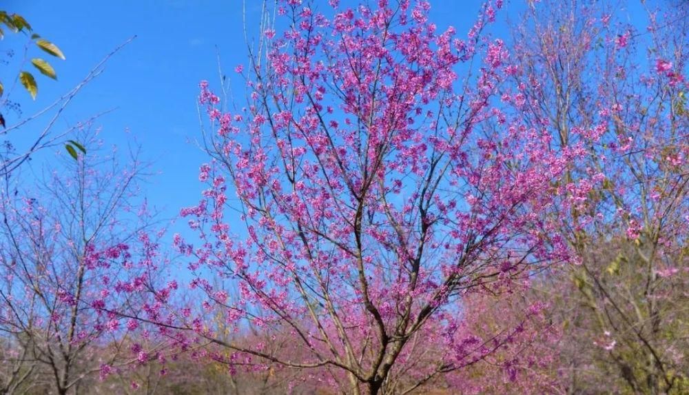 仙！冬樱花正开，美女樱不败，粉妆玉砌就在太平湖