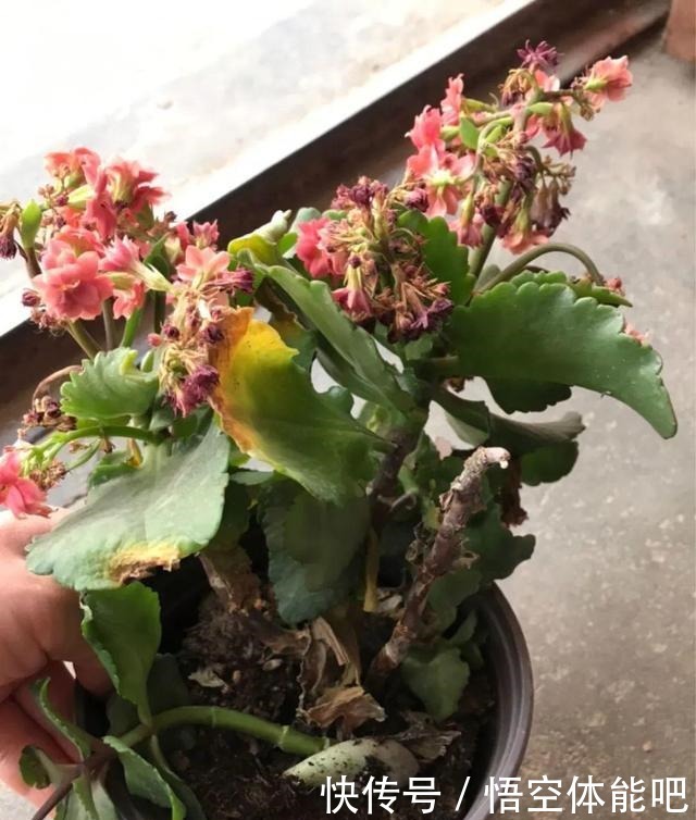 花一变这样，就是休眠了，赶紧换个地方养！花一变这样，就是休眠了，赶紧换个地方养！