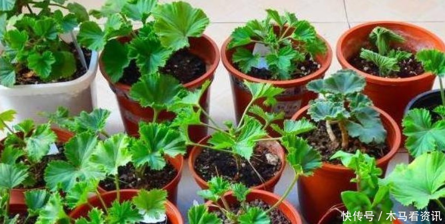 扦插|“4种花”不用花钱买随便剪个枝,“插”土里就活,10天就生根