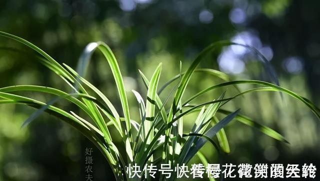 兰叶|怎么判断兰花缺少氮磷钾?学会这三招,养不好兰花都难