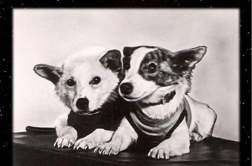 当年被送入到太空的动物们,后来怎么样了?它至今仍在太空漂浮