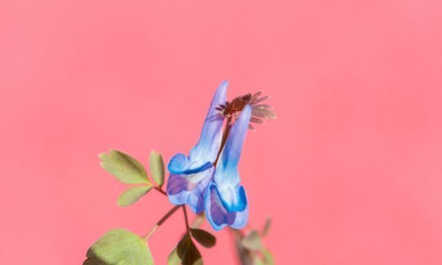 一身|此物是中医里面的专用“止痛药”，一身上下诸痛，服之皆可消