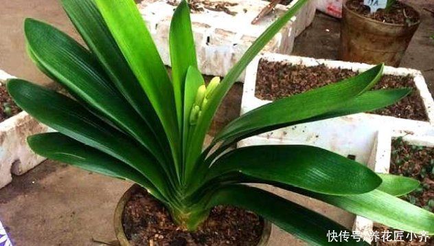 发酵|养君子兰要会施肥，适合它的肥料有“3种”，不同时期用法不同