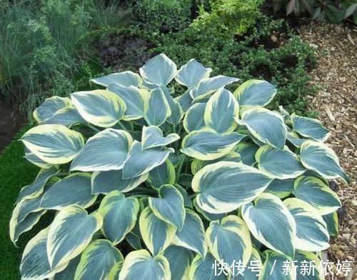 阳台上|5种“阴暗花”,藏在角落里,年年自行繁殖,也能开成“仙花树”