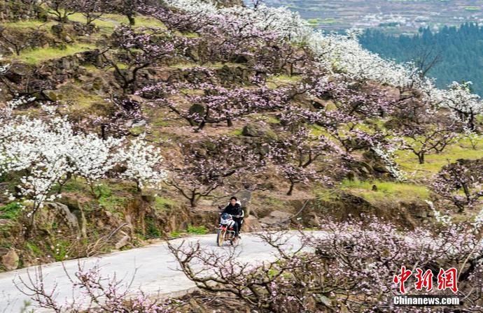 老年|四川叙永万亩乌蒙花海蔚为壮观