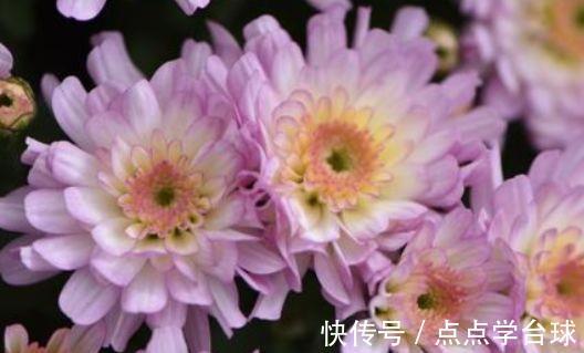 玫瑰|4种花号称开花能手,不用管也能繁花似锦,花色美轮美奂
