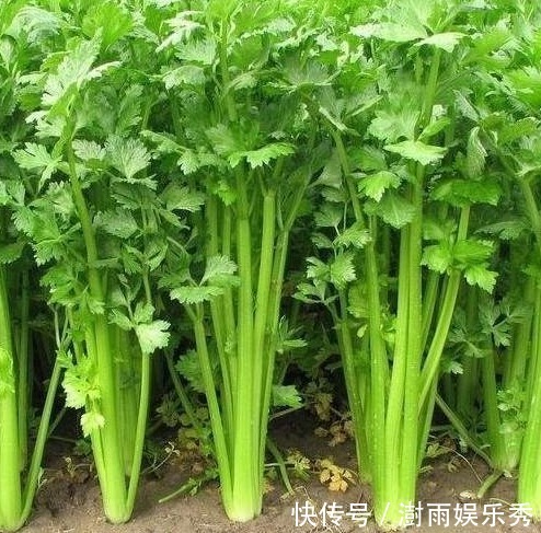 雀斑|女人不想老的快,脸上爬满皱纹,3类蔬菜,能美容养颜,祛除雀斑