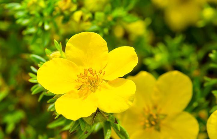 鲜艳|月见草如何才能开花多,学会这样养护,花多又鲜艳