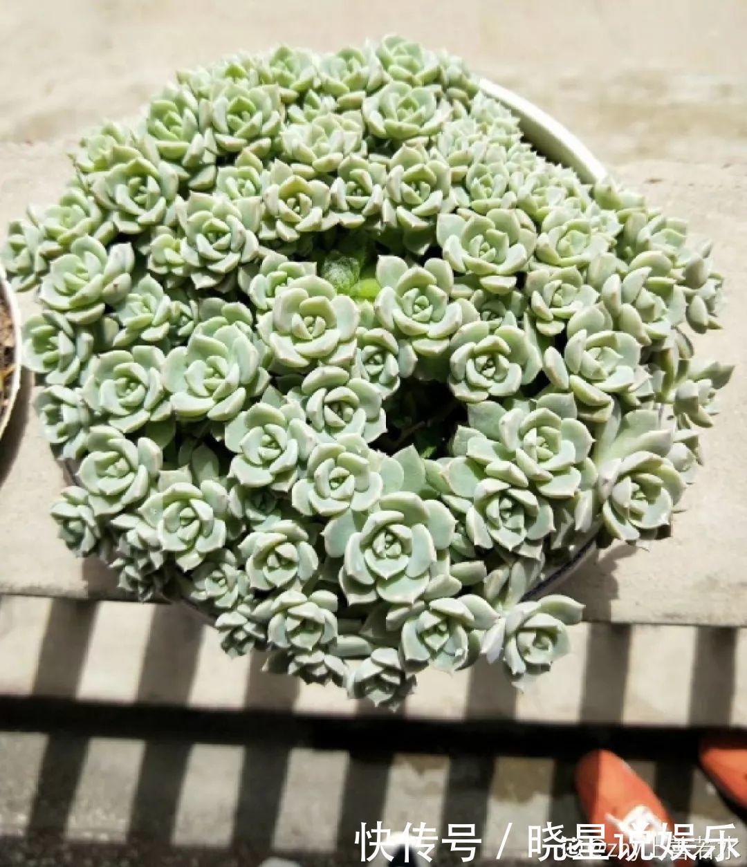 秋天买多肉,认准这点,长得胖嘟嘟窜出一圈小芽!