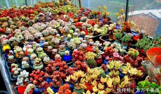 多肉饿着养,个个土肥圆,越矮越小越值钱
