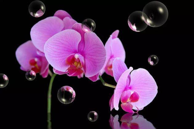 买回来的蝴蝶兰，这样养护，茎壮花也多，萌新涨姿势