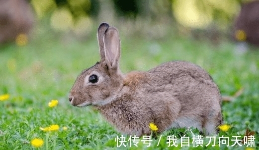 人生巅峰|属兔人牛年走财运，下半年顺风顺水，脚踏实地走向人生巅峰