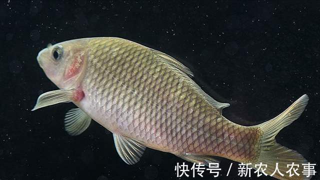 广东一男子钓鱼瘾犯了,寒冷的冬日里夜钓,一不小心就实现了爆护