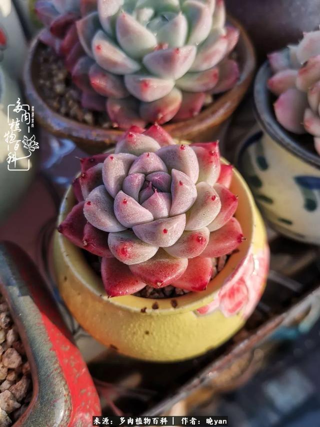 养多肉近四年,一路的走来,阳光总在风雨后!