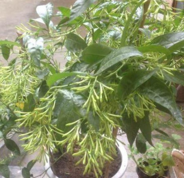 这花只在晚上开，开花比拳头还大，花开香气怡人，观赏价值极高