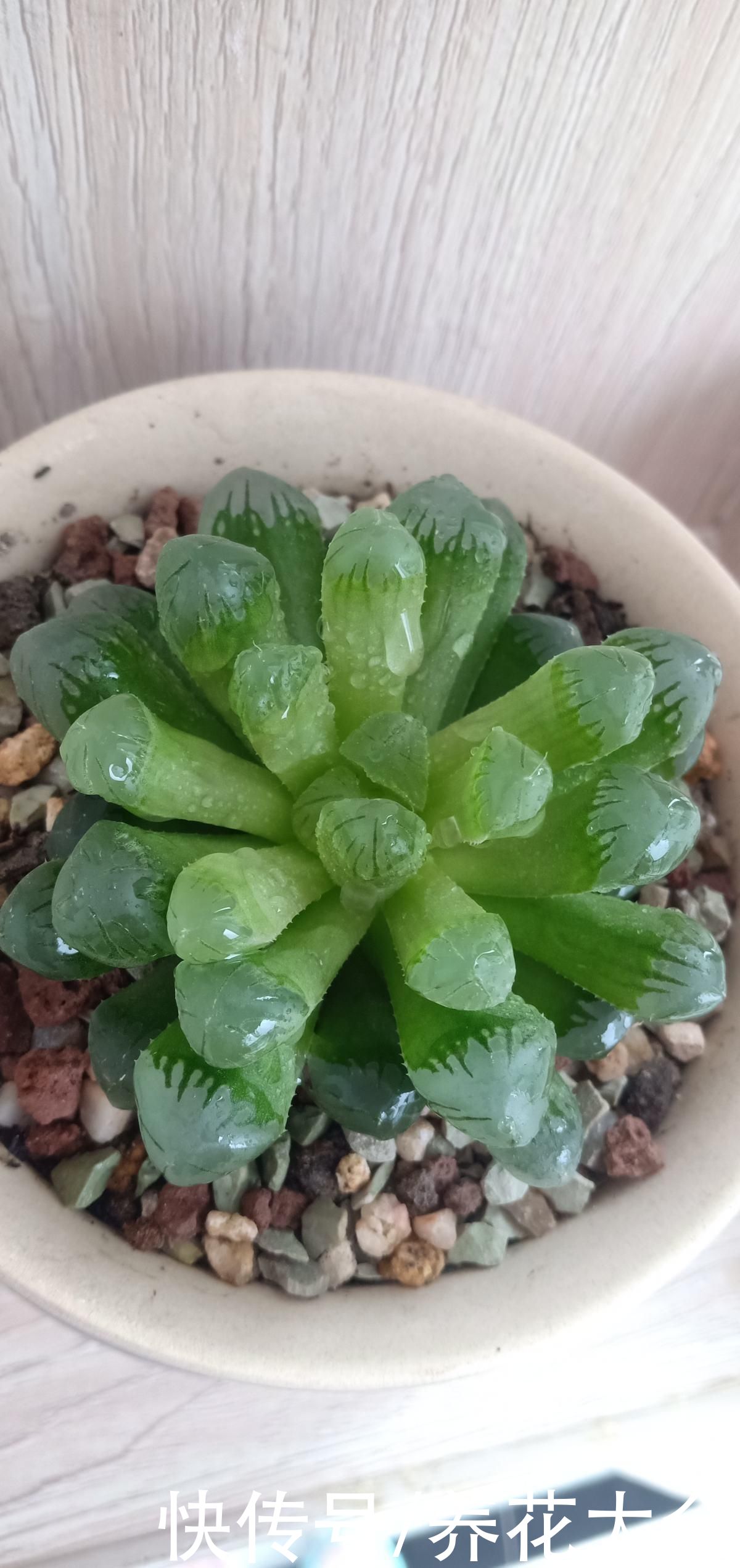 不耐晒的多肉，看看你家的有没有上榜，赶紧从太阳底下收起来